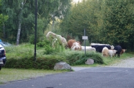 Kuh-Herde auf Abwegen